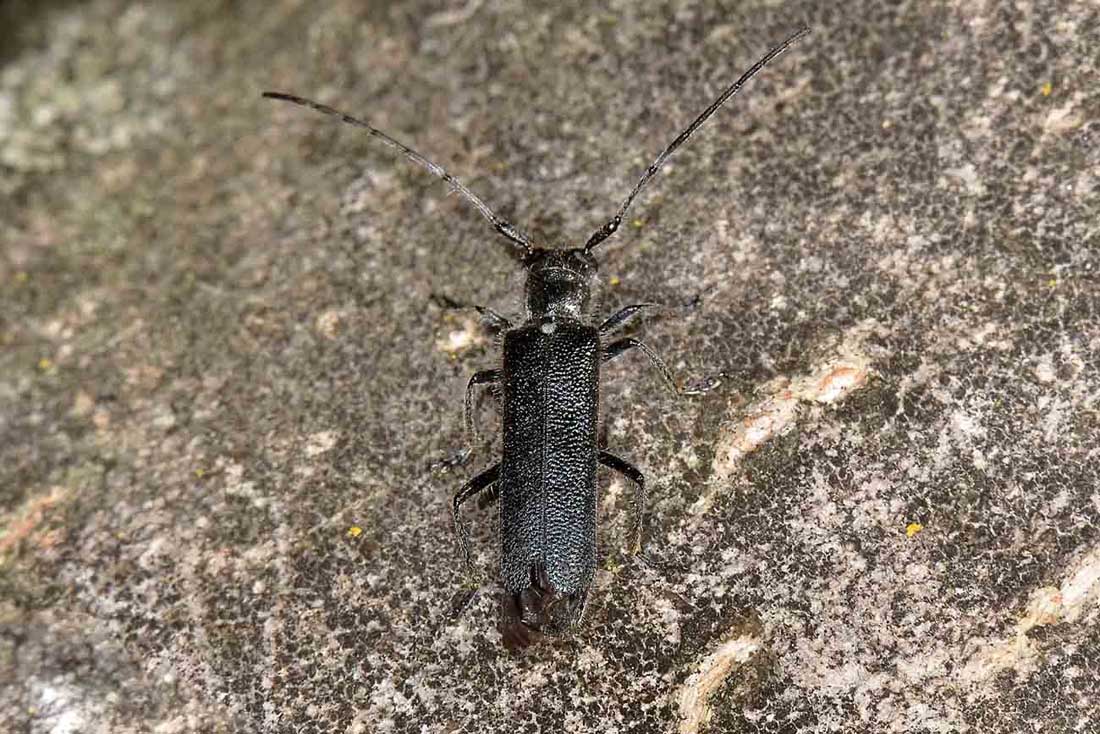 Cerambycidae: Agapanthia sp?  No, Stenostola ferrea